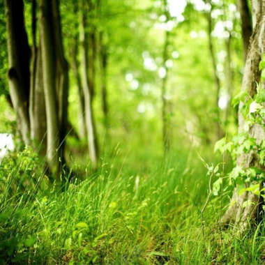 春季森林主图背景摄影图片