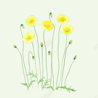水彩黄色花朵背景背景
