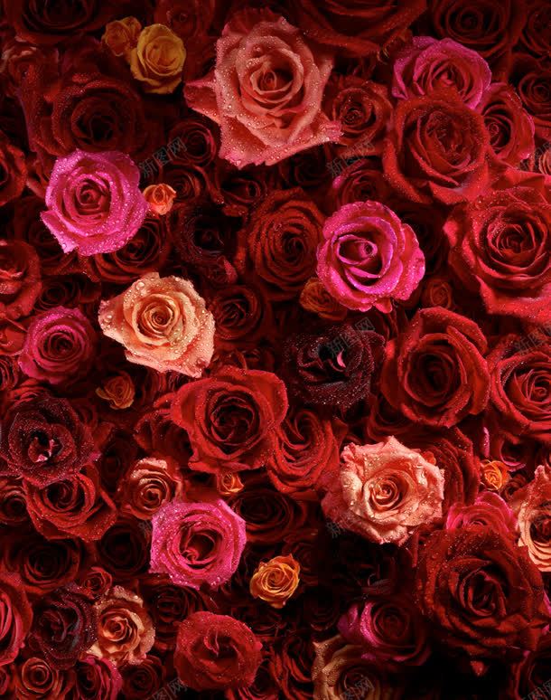 红色玫瑰花红玫瑰花朵植物jpg设计背景_88icon https://88icon.com 植物 玫瑰 红色 花朵 花红