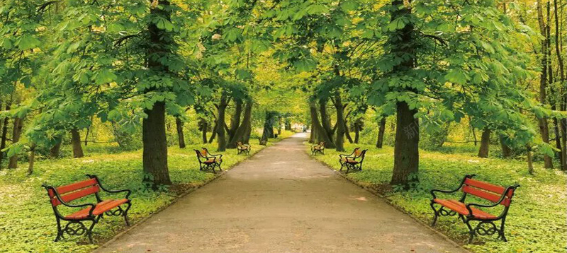 公园绿树林背景摄影图片