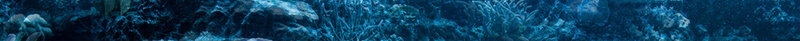蓝天白云风景海水海面鱼类动物背景psd设计背景_88icon https://88icon.com 动物 海水 海面 白云 素材 背景 蓝天 风景 鱼类