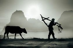 爬犁扛着爬犁牵着牛的农夫高清图片