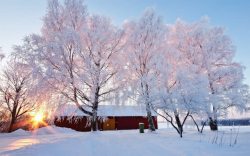 喜人雪景阳光喜人宽屏高清图片