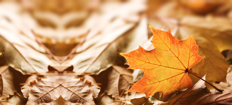 秋天在地上的落叶特写海报背景背景