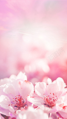 粉色桃花花朵背景背景