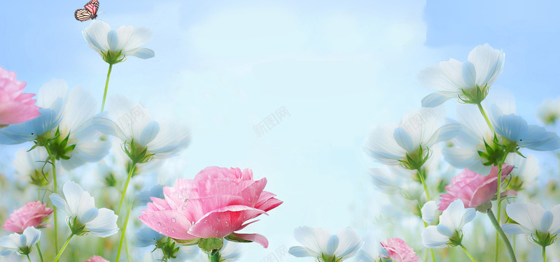 花卉背景图jpg_88icon https://88icon.com 摄影 植物 海报banner 花丛 花卉 蓝色 风景