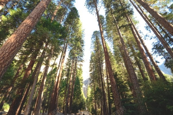 风景类参天大树背景