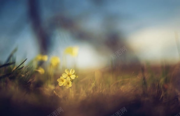 黄色草原中的小花海报背景背景