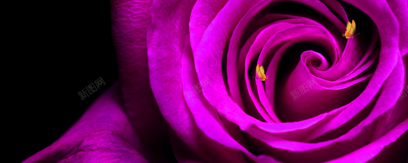 紫玫瑰淘宝网站背景图摄影图片