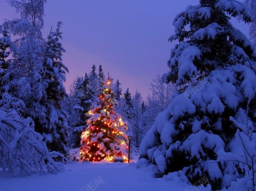 白雪覆盖松树的圣诞夜海报背景背景