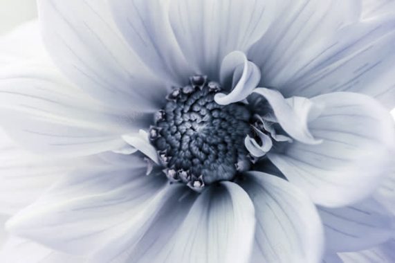 白色花朵艳丽绽放背景