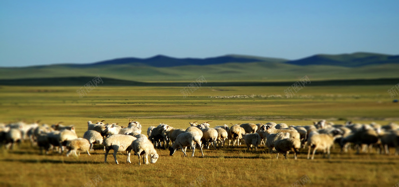 内蒙古草原上的羊摄影图片