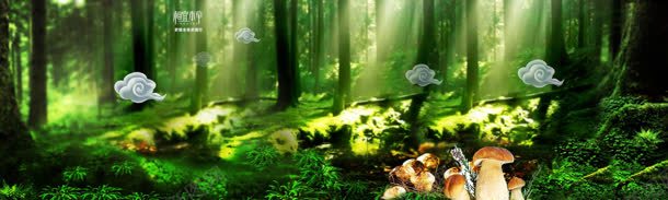 神秘森林里的蘑菇背景