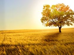 金黄色的草地夕阳下的金黄色草地高清图片