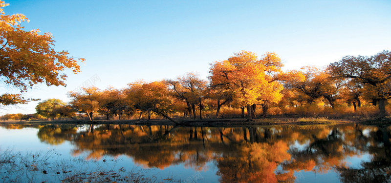 胡杨林摄影图片