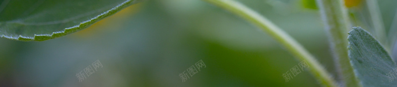 向日葵背景图jpg_88icon https://88icon.com 向日葵 摄影 背景 风景