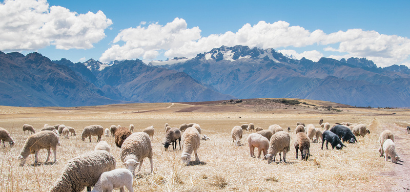 草原上的羊群摄影图片