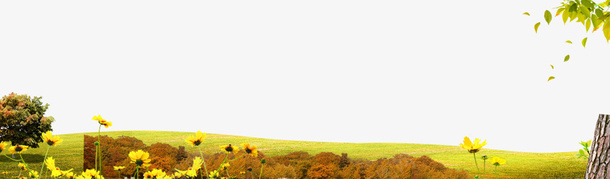 黄色秋季草坪背景背景