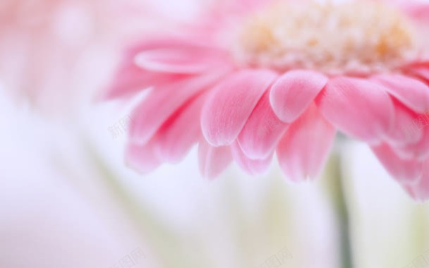粉色艺术绽放花朵背景
