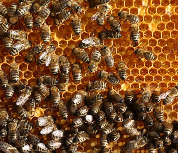 蜂窝上忙碌的蜜蜂jpg设计背景_88icon https://88icon.com 图片素材 底纹背景 昆虫世界 背景花边 蜂巢 蜂窝 蜂窝上忙碌的蜜蜂图片 蜂窝上忙碌的蜜蜂图片素材下载 蜂蜜 蜜蜂 蜜蜂窝 补品
