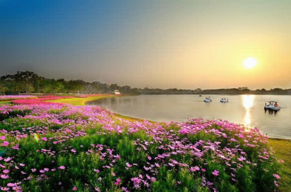 阳光海边的粉色花朵背景