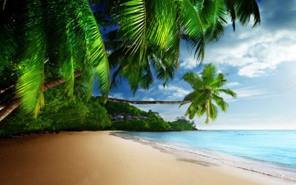 椰子树海滩大海宽屏背景