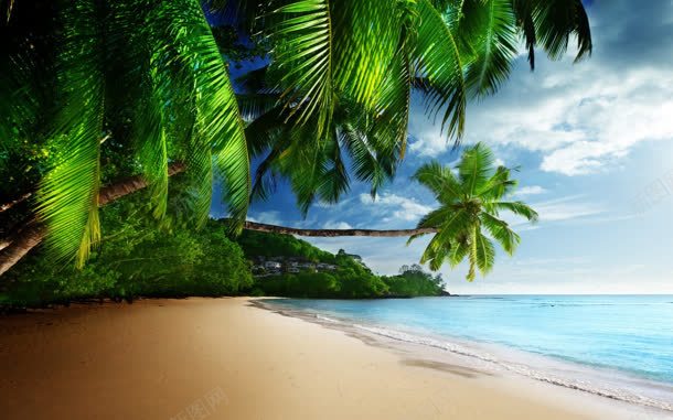 椰子树海滩大海宽屏jpg设计背景_88icon https://88icon.com 大海 椰子树 海滩