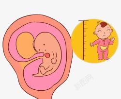 胎儿发育预测卡通素材