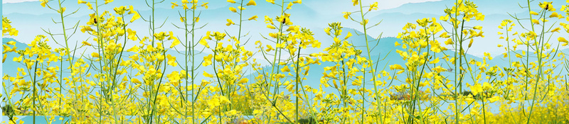 浅蓝色手绘唯美春季踏青油菜花背景psd设计背景_88icon https://88icon.com 唯美 手绘 春天 春季踏青 春游 油菜花 浅蓝色 燕子 赏花