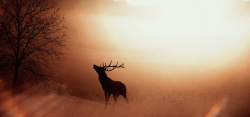 阳光照明鸣叫仰头鸣叫的鹿高清图片