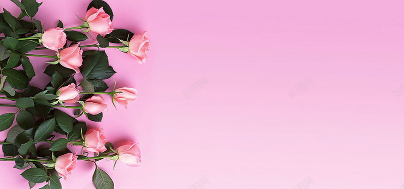 浪漫粉玫瑰背景摄影图片