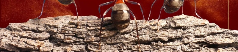 企业文化冠军荣誉psd设计背景_88icon https://88icon.com 企业 冠军 合作 商业 商务 团结 团结合作海报 奖杯 文化 海报 红色 荣誉 蚂蚁