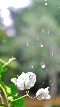 梅雨时节梅雨时节下雨天清新H5背景高清图片