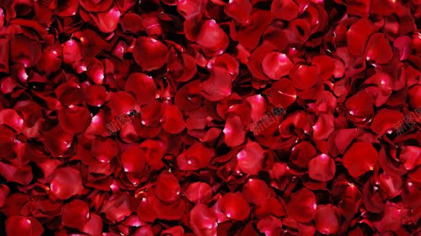 红色鲜艳激情花瓣背景