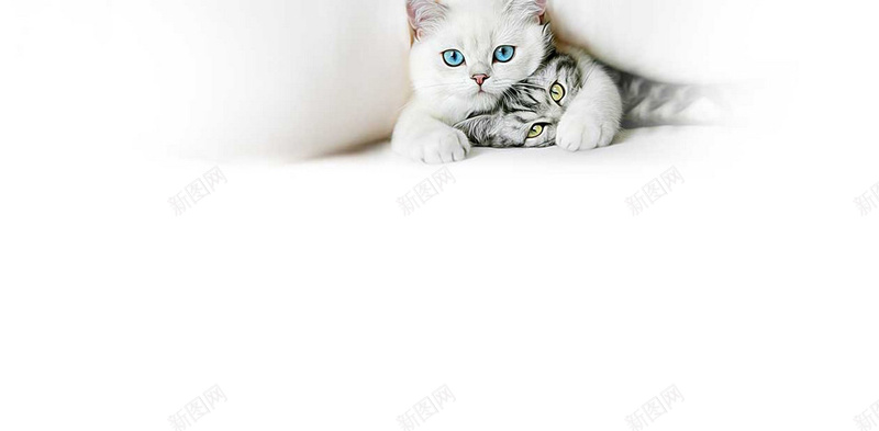 可爱猫咪动物jpg设计背景_88icon https://88icon.com 动物 可爱 小清新 文艺 猫咪 白色 简约 详情页海报