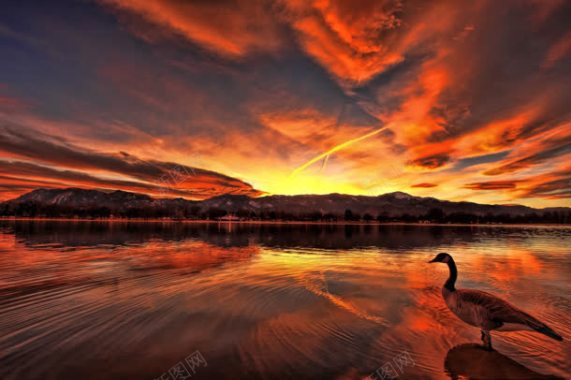 夕阳下站在海水里的鸭子背景