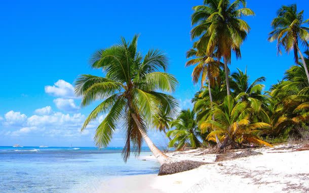 椰子树海滩沙滩宽屏jpg设计背景_88icon https://88icon.com 椰子树 沙滩 海滩
