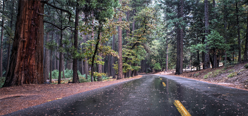 雨后的道路背景jpg_88icon https://88icon.com 摄影 树叶 树木 海报banner 道路 风景