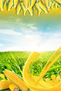 玉米农作物背景背景