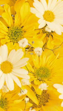 黄色花朵花瓣平铺H5背景摄影图片