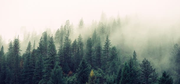 大雾中的森林背景
