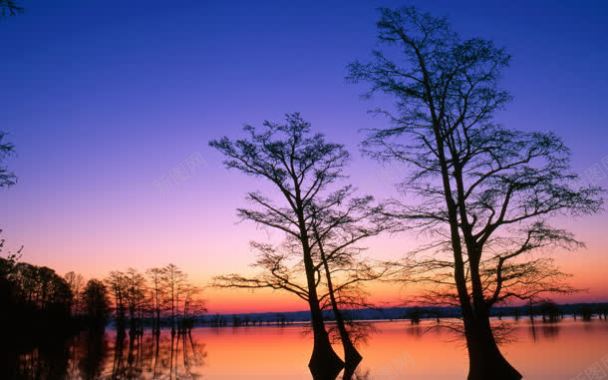 蓝天下紫色海面大树背景