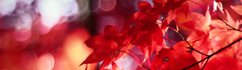 红色枫叶背景摄影图片