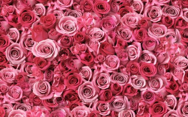 粉色红色玫瑰花背景