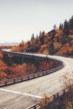 蓝天下的树林公路背景