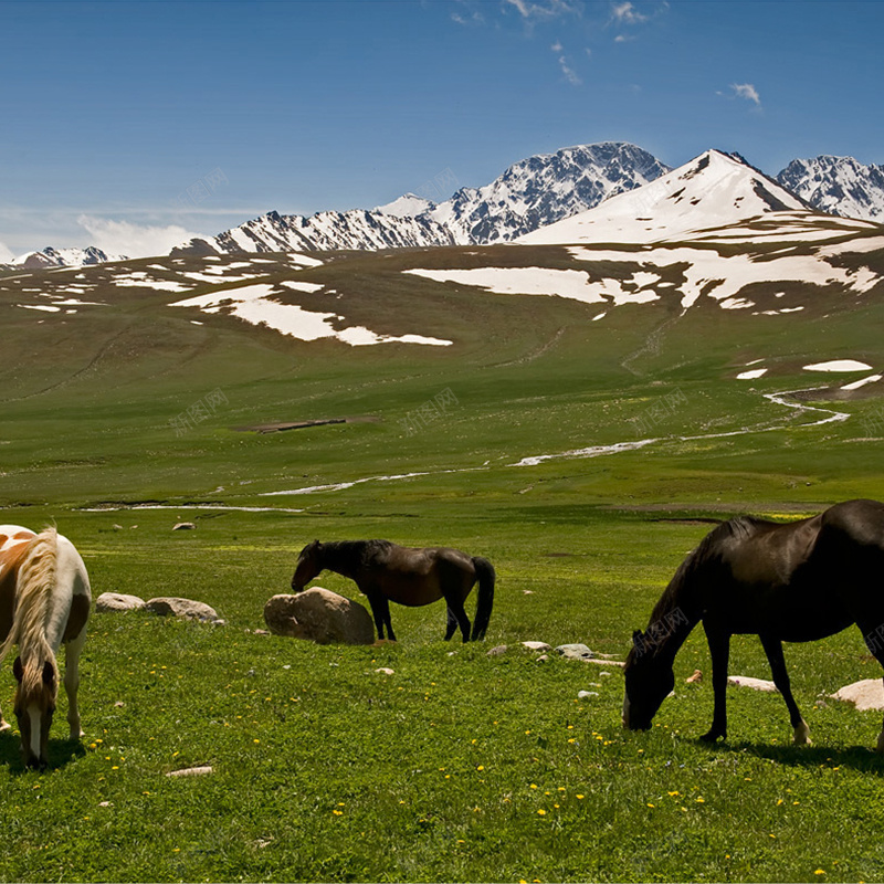 草原风光psd_88icon https://88icon.com 主图 低头马 摄影 草原马雪山 风景