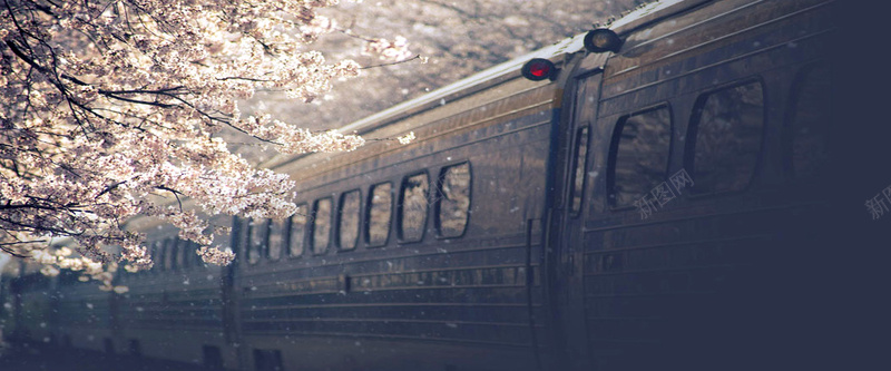 樱花下废旧的火车背景
