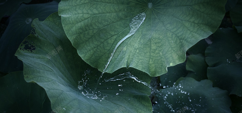 荷叶水花纹理淘宝bannerjpg设计背景_88icon https://88icon.com 小清新 植物 水花 海报banner 淘宝banner 纹理 自然 荷叶 质感