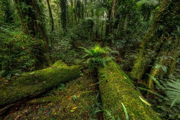 绿色森林里的大树植物jpg设计背景_88icon https://88icon.com 大树 森林 植物 绿色