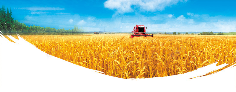 农产品麦田收获清新背景背景